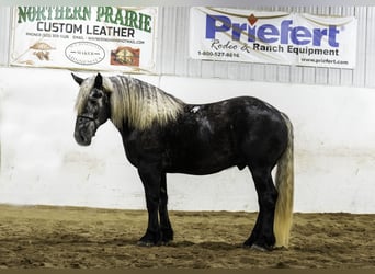 Percherón Mestizo, Caballo castrado, 5 años, 163 cm, Tordo