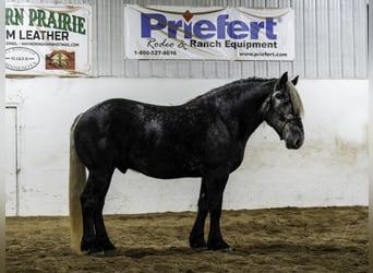 Percherón Mestizo, Caballo castrado, 5 años, 163 cm, Tordo