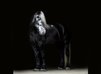 Percherón Mestizo, Caballo castrado, 5 años, 163 cm, Tordo