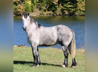 Percherón, Caballo castrado, 5 años, 163 cm, Tordo