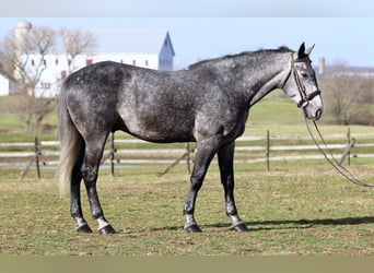 Percherón Mestizo, Caballo castrado, 5 años, 163 cm, Tordo