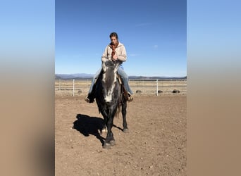 Percherón Mestizo, Caballo castrado, 5 años, 163 cm, Tordo