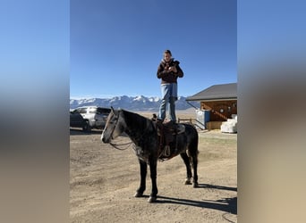 Percherón Mestizo, Caballo castrado, 5 años, 163 cm, Tordo