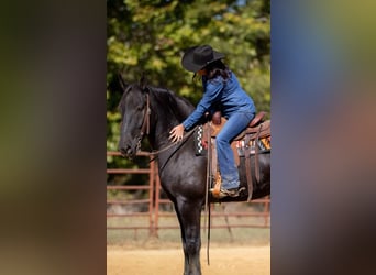 Percherón Mestizo, Caballo castrado, 5 años, 165 cm, Negro