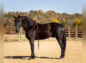 Percherón Mestizo, Caballo castrado, 5 años, 165 cm, Negro