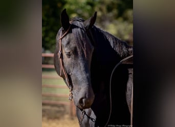 Percherón Mestizo, Caballo castrado, 5 años, 165 cm, Negro