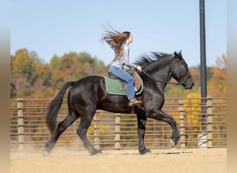 Percherón Mestizo, Caballo castrado, 5 años, 165 cm, Negro