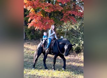 Percherón Mestizo, Caballo castrado, 5 años, 165 cm, Negro