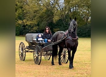 Percherón Mestizo, Caballo castrado, 5 años, 165 cm, Negro