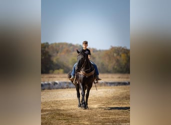 Percherón Mestizo, Caballo castrado, 5 años, 165 cm, Negro