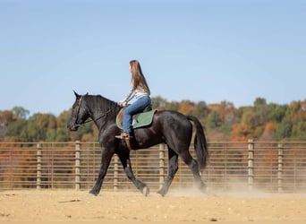 Percherón Mestizo, Caballo castrado, 5 años, 165 cm, Negro