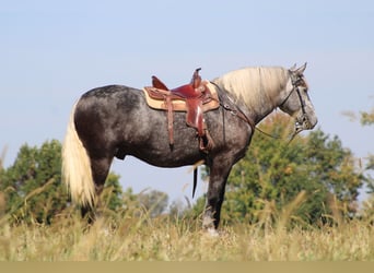 Percherón, Caballo castrado, 5 años, 165 cm, Tordo