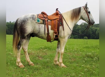 Percherón, Caballo castrado, 5 años, 165 cm, Tordo