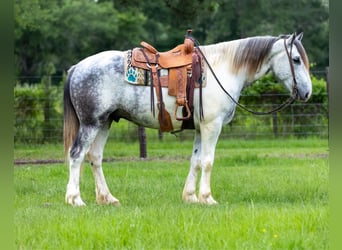 Percherón, Caballo castrado, 5 años, 165 cm, Tordo