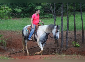 Percherón, Caballo castrado, 5 años, 165 cm, Tordo