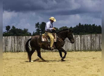 Percherón Mestizo, Caballo castrado, 5 años, 168 cm, Castaño