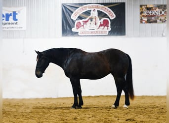 Percherón Mestizo, Caballo castrado, 5 años, 168 cm, Castaño