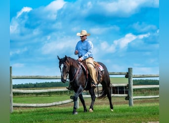 Percherón Mestizo, Caballo castrado, 5 años, 168 cm, Castaño