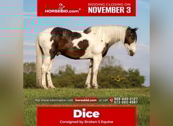 Percherón Mestizo, Caballo castrado, 5 años, 168 cm, Pío