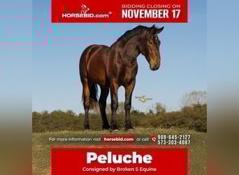 Percherón Mestizo, Caballo castrado, 5 años, 170 cm