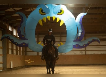 Percherón Mestizo, Caballo castrado, 5 años, 170 cm