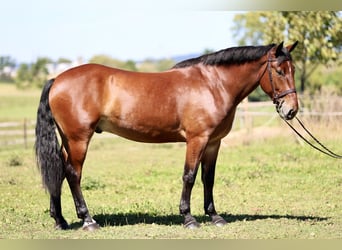 Percherón Mestizo, Caballo castrado, 5 años, 173 cm, Castaño rojizo