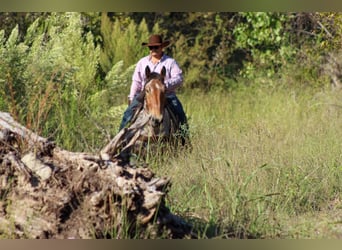 Percherón, Caballo castrado, 5 años, 173 cm, Castaño-ruano