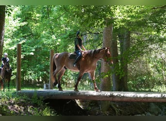 Percherón Mestizo, Caballo castrado, 5 años, 173 cm, Ruano alazán