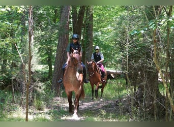 Percherón Mestizo, Caballo castrado, 5 años, 173 cm, Ruano alazán