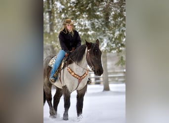 Percherón Mestizo, Caballo castrado, 5 años, 173 cm, Ruano azulado