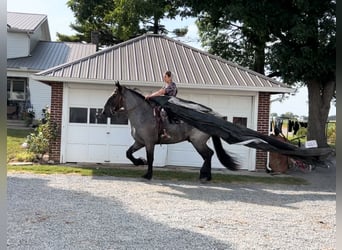 Percherón Mestizo, Caballo castrado, 5 años, 173 cm, Ruano azulado