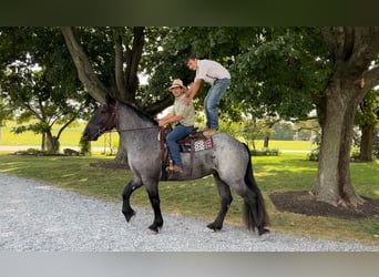 Percherón Mestizo, Caballo castrado, 5 años, 173 cm, Ruano azulado