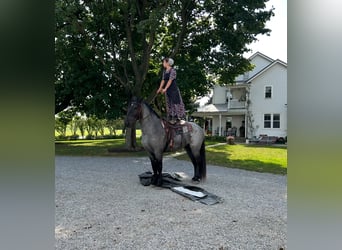 Percherón Mestizo, Caballo castrado, 5 años, 173 cm, Ruano azulado