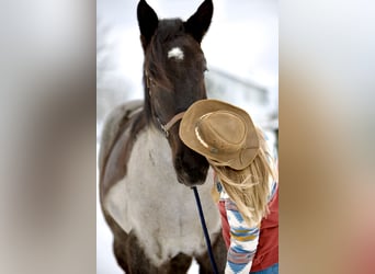 Percherón Mestizo, Caballo castrado, 5 años, 173 cm, Ruano azulado