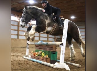 Percherón, Caballo castrado, 5 años, 175 cm, Tobiano-todas las-capas
