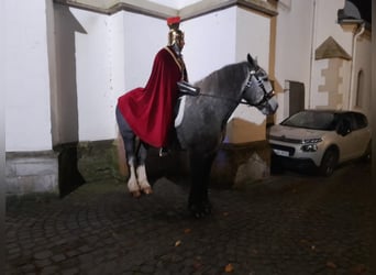 Percherón, Caballo castrado, 5 años, 175 cm, Tordo rodado