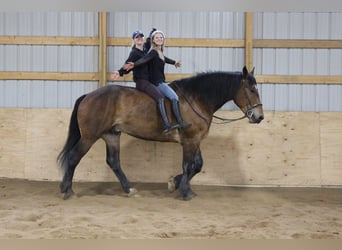 Percherón, Caballo castrado, 5 años, Castaño rojizo