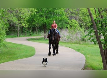 Percherón, Caballo castrado, 5 años, Negro