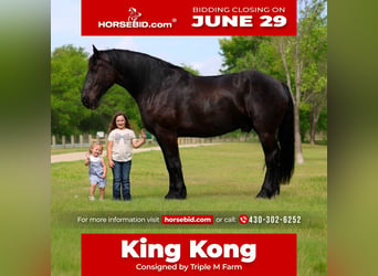 Percherón, Caballo castrado, 5 años, Negro