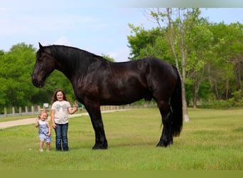 Percherón, Caballo castrado, 5 años, Negro