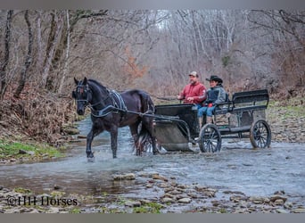 Percherón, Caballo castrado, 5 años, Negro