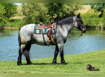 Percherón Mestizo, Caballo castrado, 5 años, Ruano azulado