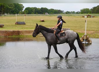 Percherón Mestizo, Caballo castrado, 5 años, Ruano azulado