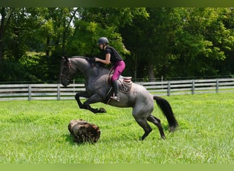 Percherón Mestizo, Caballo castrado, 5 años, Ruano azulado