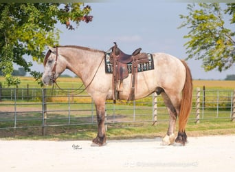 Percherón, Caballo castrado, 5 años, Tordo