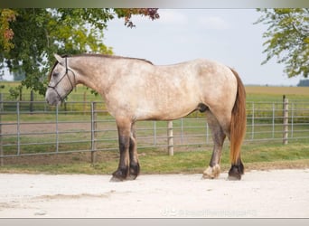 Percherón, Caballo castrado, 5 años, Tordo