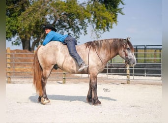 Percherón, Caballo castrado, 5 años, Tordo