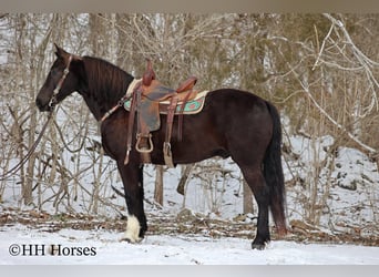 Percherón, Caballo castrado, 6 años, 155 cm, Negro