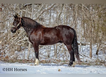 Percherón, Caballo castrado, 6 años, 155 cm, Negro