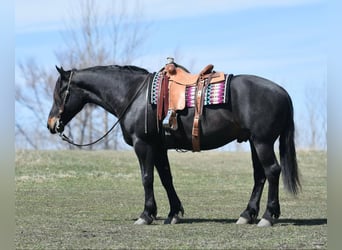 Percherón, Caballo castrado, 6 años, 157 cm, Negro